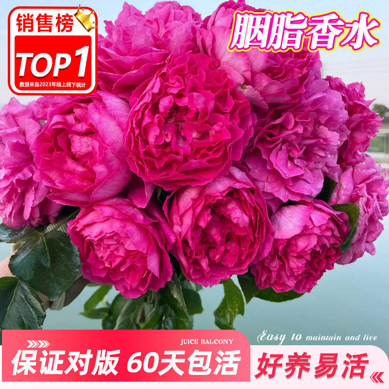 胭脂香水月季花苗庭院阳台浓香