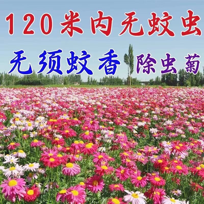 除虫菊花种籽子多年生小雏菊花种籽驱蚊草驱虫菊室外阳台易活花籽