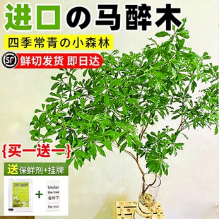 马醉木进口水培植物鲜切树枝好养客厅室内绿植吊钟摆件真树发财木