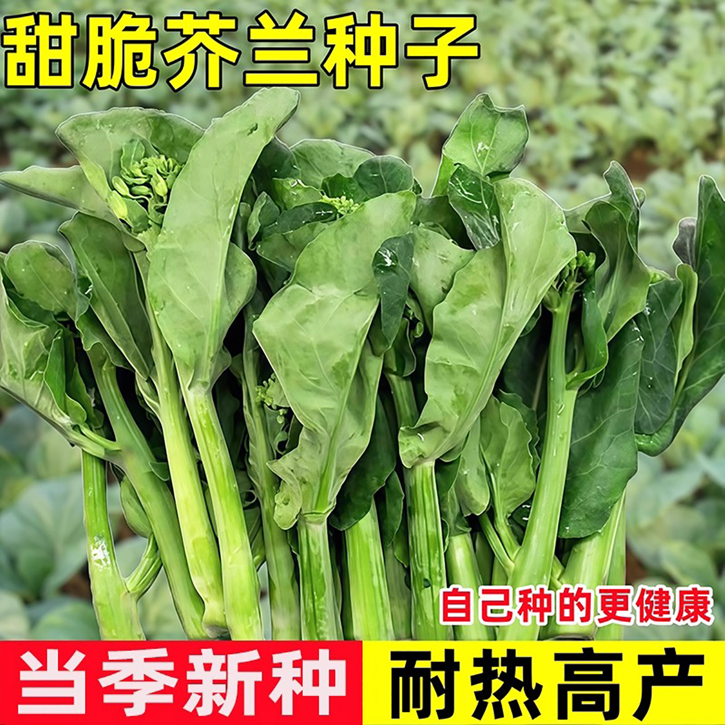 甜翠芥兰种子鸡腿芥兰种籽易成活