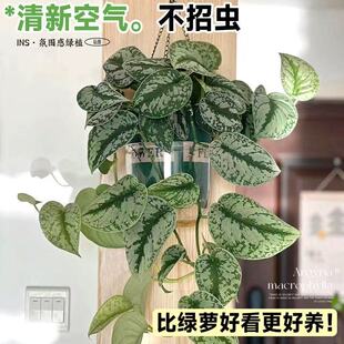 大叶小叶银斑葛水培垂吊植物绿萝长藤款 好养观叶绿植 盆栽室内四季