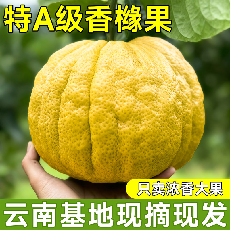 云南清脆农户现采摘发货高山香橼果新鲜佛手柑贡品闻香特大果香甜