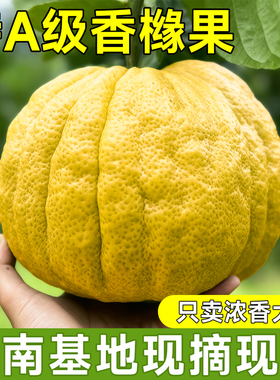 云南清脆农户现采摘发货高山香橼果新鲜佛手柑贡品闻香特大果香甜