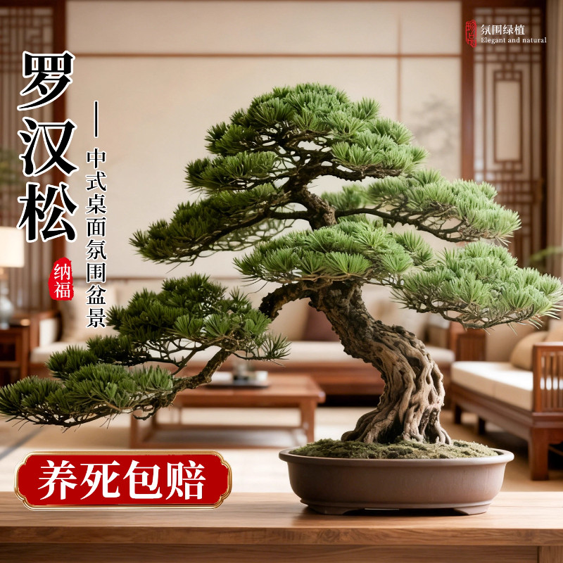 正宗罗汉松盆景迎客松真树盆栽小型老桩办公室内公司桌面好养绿植
