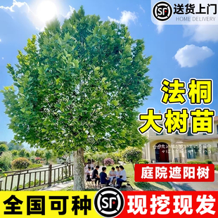 梧桐树树苗遮阳大树苗青桐法桐南北方种植庭院别墅景观树绿化苗木