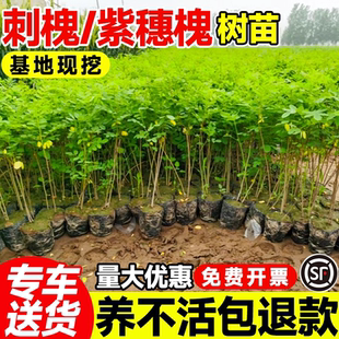 紫穗槐树苗防沙固沙护坡灌木国槐树苗耐旱固土防沙绿化苗刺槐树苗