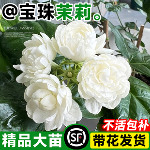 茉莉花苗宝珠茉莉重瓣大花盆栽老桩带花发货室内浓香四季花卉绿植