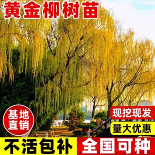 黄金柳树苗垂柳树苗庭院绿化大风景树行道树金丝垂柳苗速生好养活