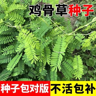 鸡骨草种子野生可食药用夏季地栽植物籽庭院阳台好养爬藤绿植耐热
