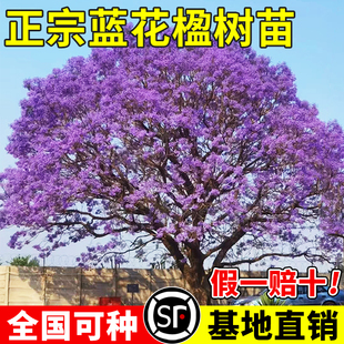 蓝花楹树苗大树庭院种植老桩耐寒正宗名贵造型风景树乔木彩色绿化