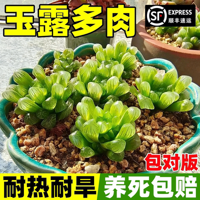 水晶多肉小盆栽稀有品种名贵多肉