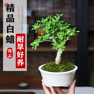 白蜡盆景老桩对节白蜡矮霸小型盆