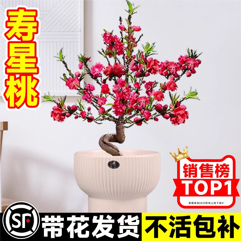 桃花树盆栽庭院四季花卉好养