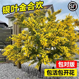 银叶金合欢树苗地栽盆栽珍珠风景大树木名贵门前别墅庭院花卉植物
