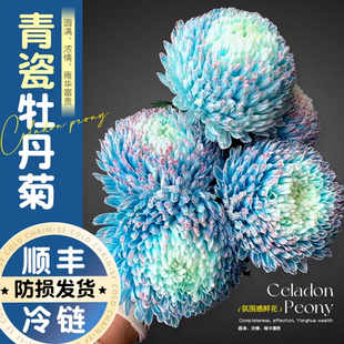 牡丹菊花鲜切花卉青花瓷吸色菊室内真花期长花束家用插花水养水培