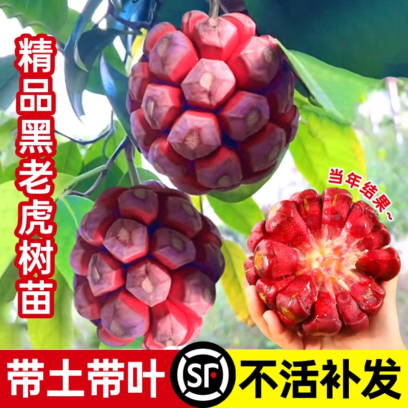 黑老虎树苗冷饭团恶魔果大苗布福娜种苗大血藤中药材四季高产好养