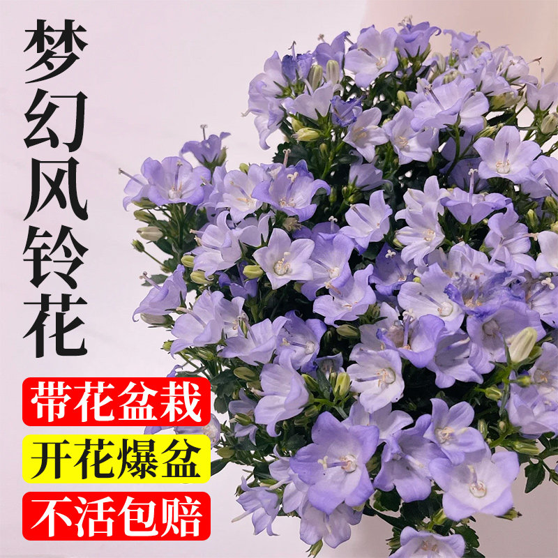 风铃花盆栽带苞客厅阳台四季绿植鲜花卉草酒杯丹麦重瓣紫色蓝花苗