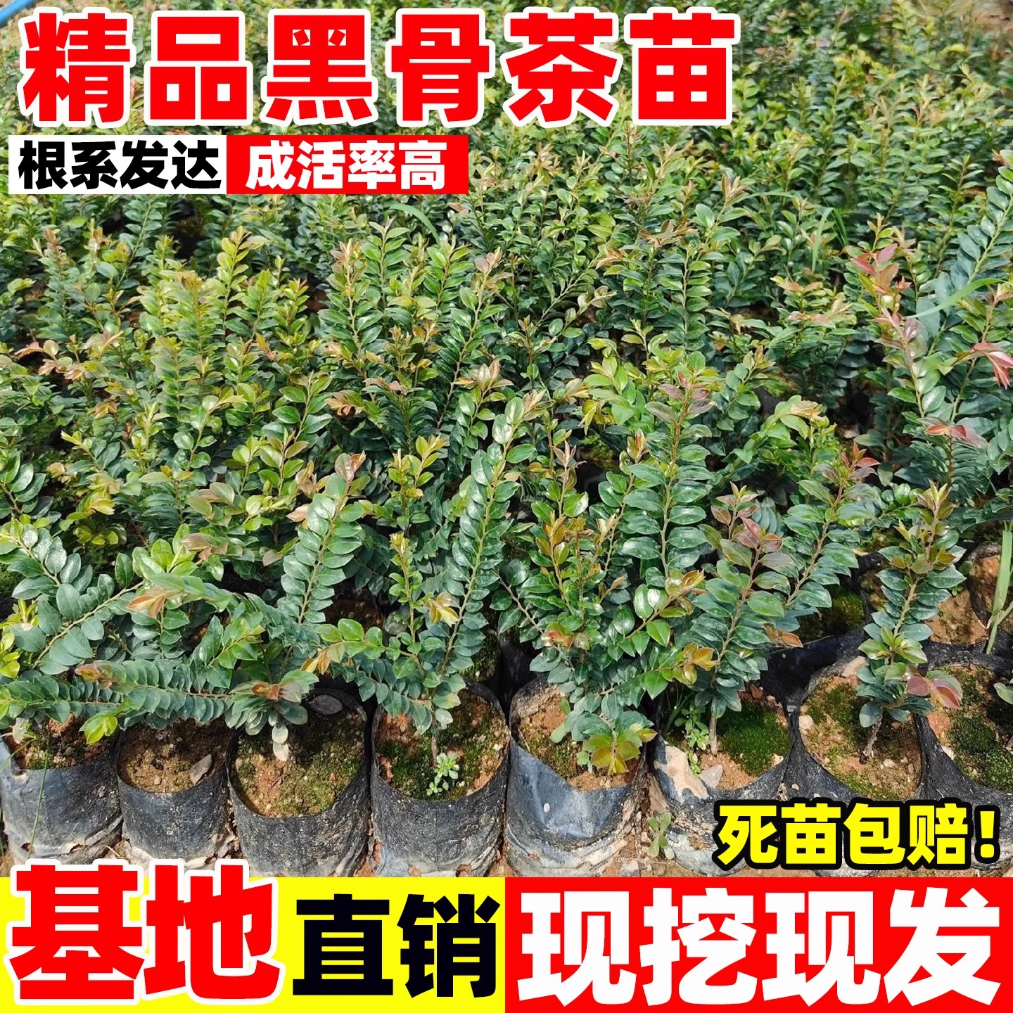 黑骨茶树苗四季常青绿植好养阳台室内外盆栽台湾小叶紫檀树苗盆景