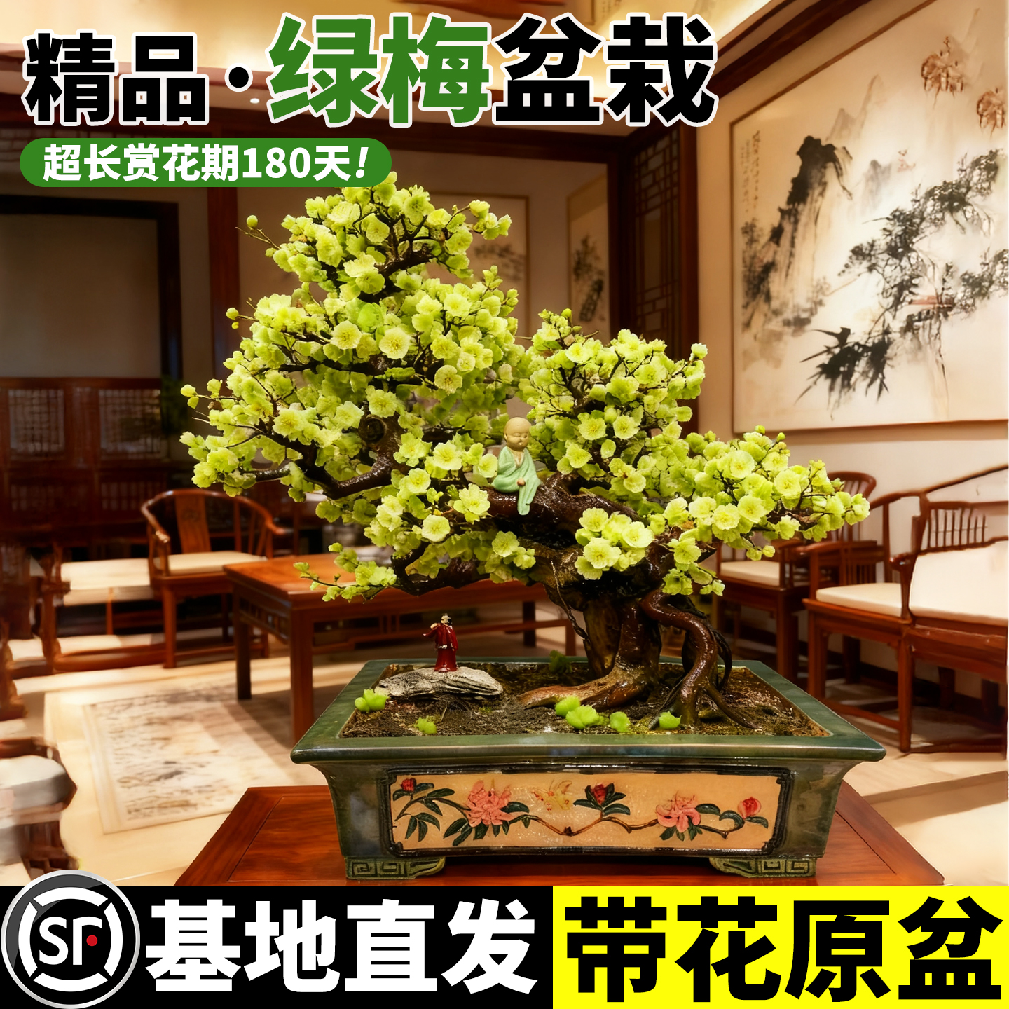 绿宝石海棠花盆栽树苗阳台盆景