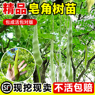皂角树苗绿化皂荚树苗盆栽地栽大刺皂角树野生庭院药用油皂角树苗
