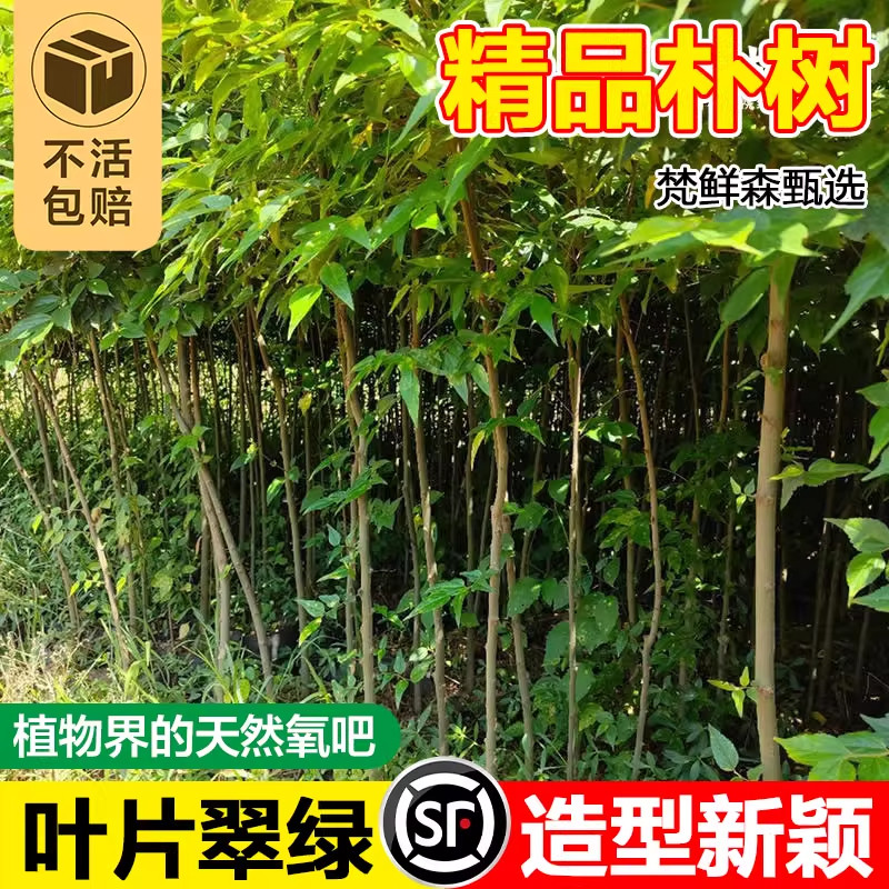 朴树树苗朴树大树园林绿化工程苗木风景树拆迁占地庭院道路行道树