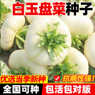 玉盘菜种子高产抗病包成活