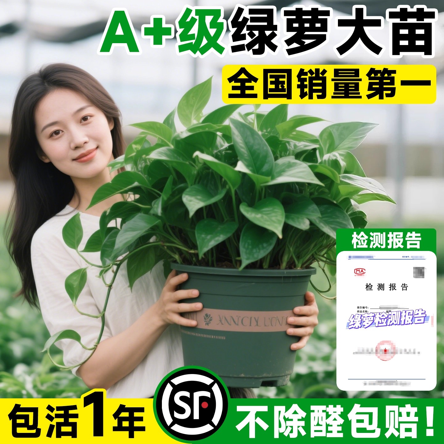 绿萝室内盆栽长藤款绿植净化空气