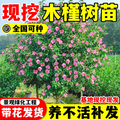 木槿花树苗阳台庭院盆栽耐寒四季