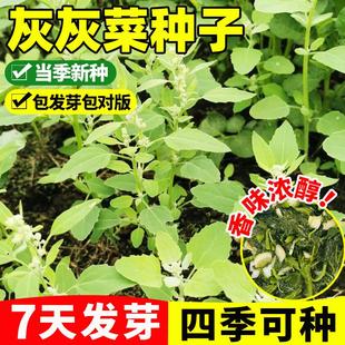 灰灰菜种子播种易成活特色山野菜早熟抗病高产庭院耐旱灰条菜种籽