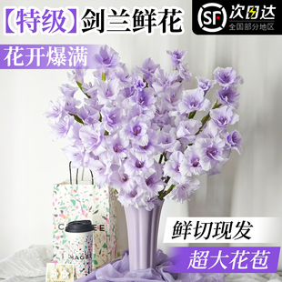 剑兰鲜花水培鲜花切花唐菖蒲广州家庭基地直批直发客厅插花鲜切花