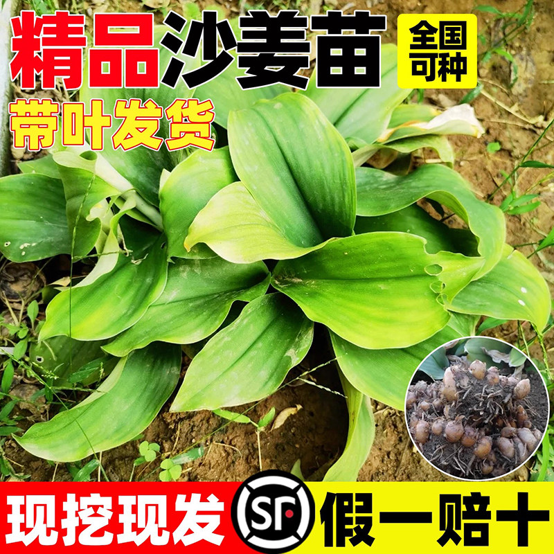 沙姜种苗砂姜新姜种子苗三柰山奈