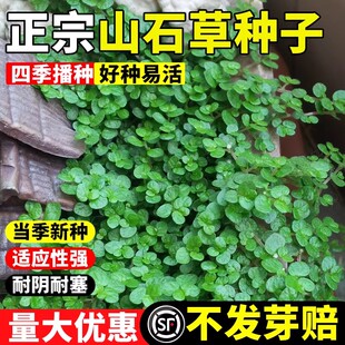 山石草籽种子吸水石上的盆景植物假山草矮珍珠草养不死一年四季青