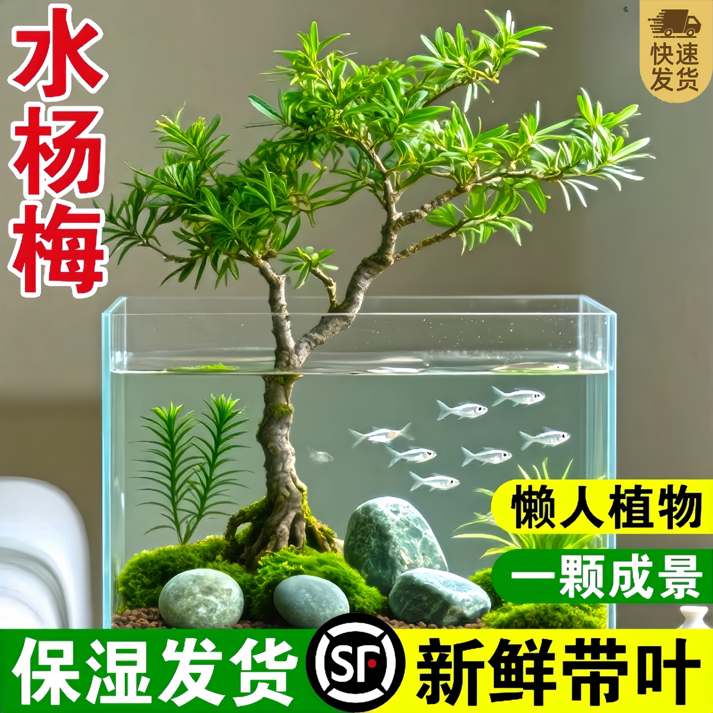 水杨梅水培净化懒人绿植物老桩生态鱼缸造景绿植水草雨林水陆盆栽