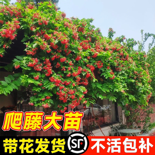 使君子爬藤植物大苗室内盆栽重瓣水君子阳台庭院四季常青花卉绿植