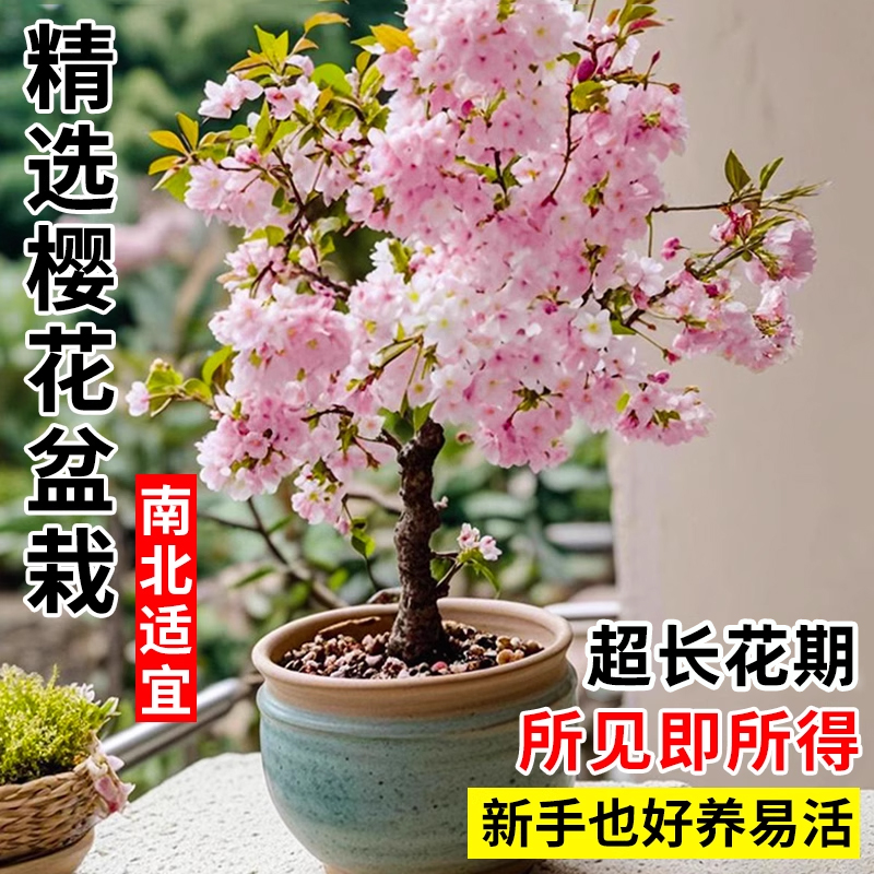 日本樱花盆栽矮化微型盆景迷你桌面花卉绿植多季好养开花植物树苗