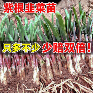 紫根韭菜根苗本地阳台红跟大宽叶粗又壮土根儿四季老品种蔬菜种子
