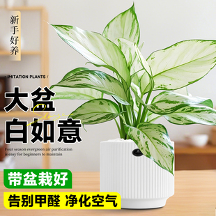 白如意盆栽高级感植物四季常青懒人好养办公室内客厅桌面摆件绿植