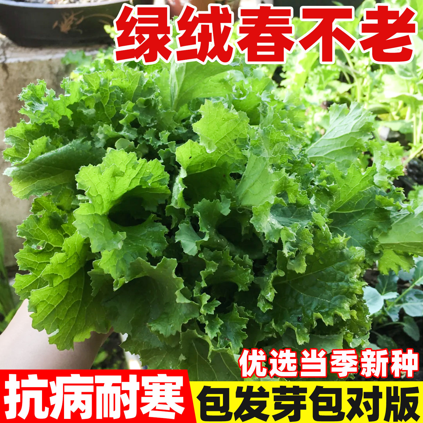 绿绒春不老苔菜种子花叶苔菜黑菜