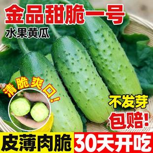 金品甜脆一号水果黄瓜种子高产玉女黄瓜种子四季室外庭院盆栽种籽