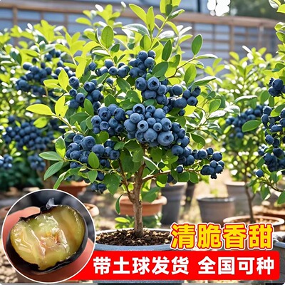蓝莓树果苗南方种植L25带