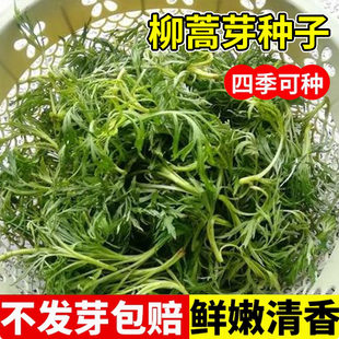 柳蒿芽种子白蒿阳台庭院盆栽易活苗多年生柳蒿菜种籽柳中草药植物