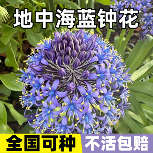 地中海澳洲蓝钟花盆栽绵枣儿低矮庭院阳台耐寒耐旱多年生球根花卉