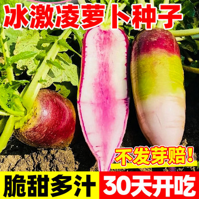 冰激凌水果萝卜种籽农家