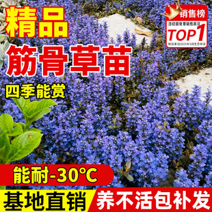 多花筋骨草盆栽庭院耐寒耐热观赏花卉多年生别墅花园宿根地被植物