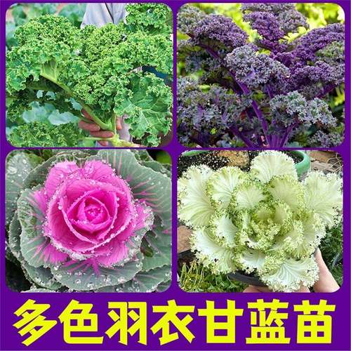 羽衣甘蓝苗观赏羽叶皱叶甘兰蓝