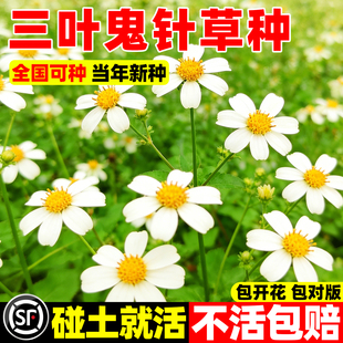 鬼针草种子四季易活高产苗中药材野生三叶鬼真草归针草鬼钗草种籽
