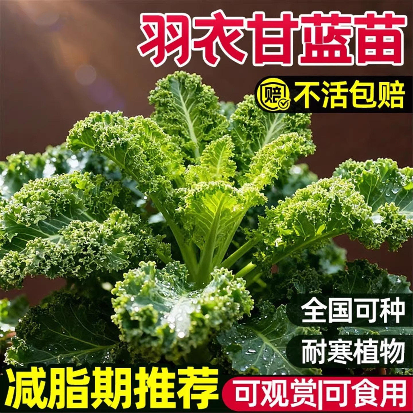 羽衣甘蓝大苗盆栽食用苗四季冬季好养苗新鲜蔬菜幼苗观赏花卉种子,鲜花速递/花卉仿真/绿植园艺,种苗/半成品盆栽,淘宝优惠券,粉丝福利购,淘宝优惠卷