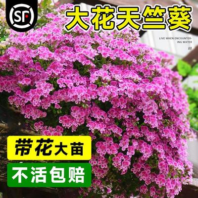 进口重瓣天竺葵花苗蝴蝶梅