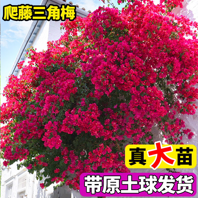 三角梅爬藤植物重瓣中国红