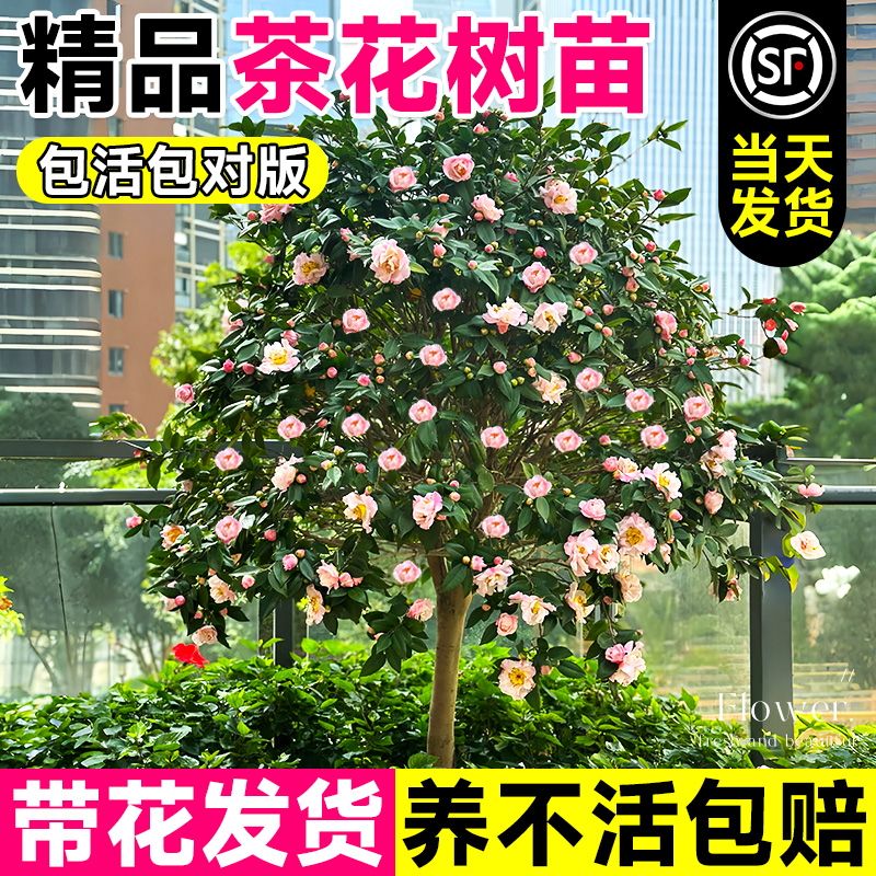 特大号香妃山茶花树苗带花苞四季